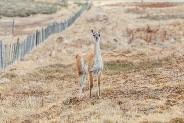 Nice view of the beautiful, wild Guanaco on Patagonian soil.