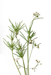 Galium is a large genus of annual and perennial herbaceous plants in the family Rubiaceae,