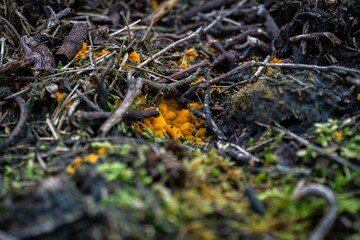 Closeup of yellow fungi on the ground.