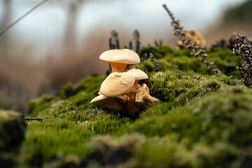 Closeup of Hygrophoropsis aurantiaca, commonly known as the false chanterelle.