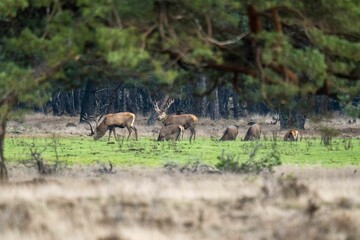 Herd of red deer grazing in the meadow. Cervus elaphus.