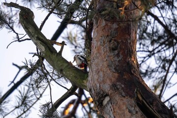 Low-angle shot of the great spotted woodpecker on a tree. Dendrocopos major.