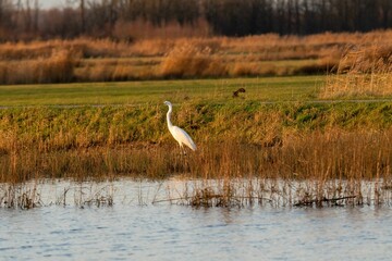 Intermediate egret walking in the marsh. Ardea intermedia.