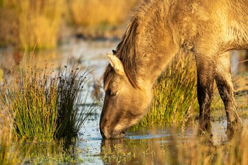 Closeup of a Polish Konik horse drinking water. © Wirestock