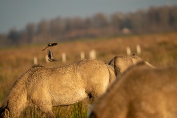 Birds flying over Polish Konik horses. © Wirestock