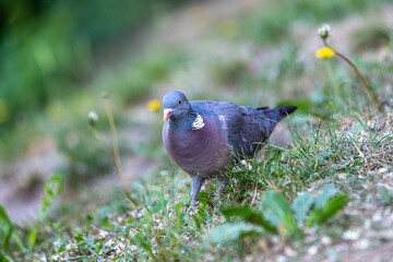 gołąb grzywacz (Columba palumbus) wśród zieleni