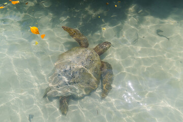 Sea turtles in the Galapagos islands