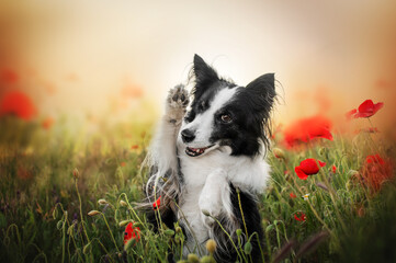 border collie in a field of poppies shows 