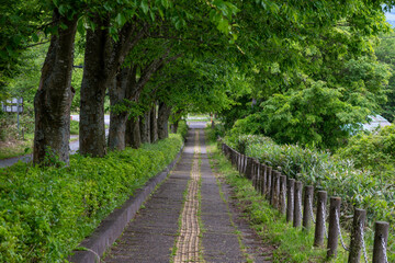 日本の岡山県の蒜山高原のとても美しい初夏の風景 © 仁 藤原