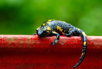 Close-up of a Salamandra salamandra sitting on a red fence