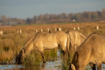 Birds sitting on a back of a Polish Konik horse.
