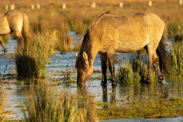 Polish Konik horse drinking water. © Wirestock