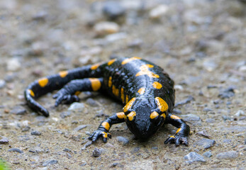 High angle shot of a Salamandra salamandra sitting on the ground