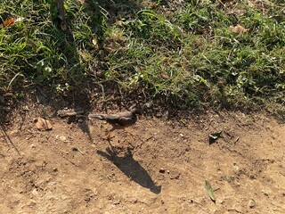 beautiful,bird,vegetable,fruit,yellow,bean