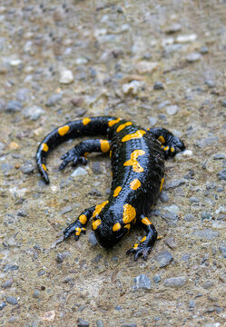 High angle shot of a Salamandra salamandra sitting on the ground