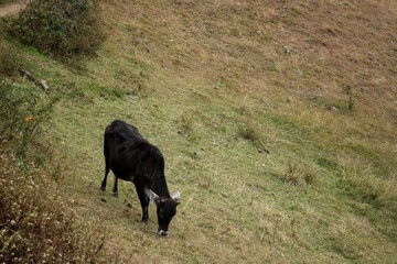 Beautiful shot of a zebu feeding in a field during the day