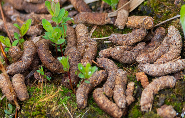 Tetrao urogallus (grouse) bird droppings on the ground