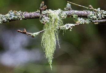 Close-up of Usnea lichen on a twig