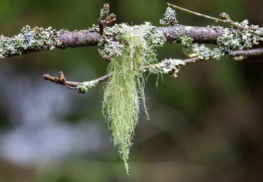 Close-up of Usnea lichen on a twig