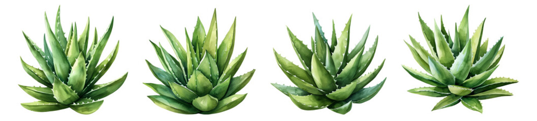 Aloe vera, watercolor, plant, PNG set