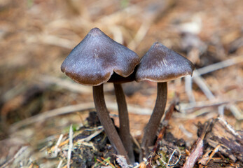 Close-up of an Entoloma vernum mushroom
