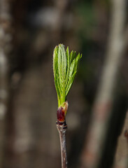 Close-up of a twig with young leaves of Sorbus domestica tree