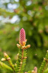 Blooming spruce tree branches with red cones