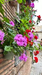  plantas geranio en la ciudad de España