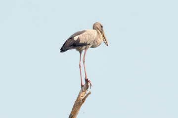 Asian openbill stork standing elegantly on single branch against clear blue sky. Wildlife and nature conservation