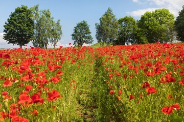 field of red poppies or Common poppy