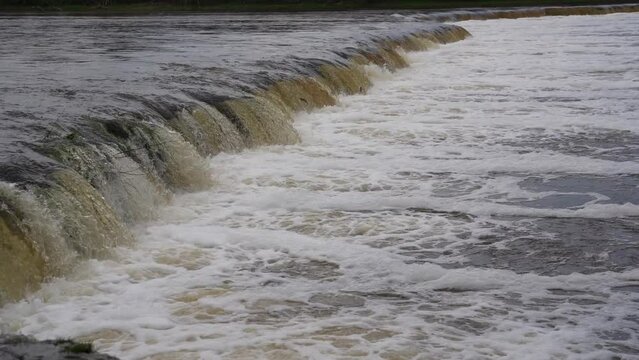 Vimba (Vimba vimba) fish jumping over waterfall on the Venta River, Kuldiga, Latvia.