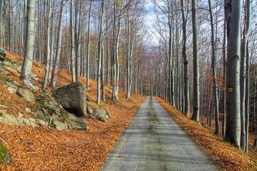 Autumn forest road in deciduous beech forest