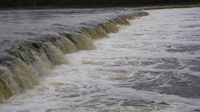 Vimba (Vimba vimba) fish jumping over waterfall on the Venta River, Kuldiga, Latvia.