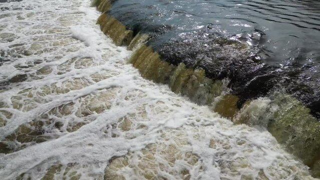 Vimba (Vimba vimba) fish jumping over waterfall on the Venta River, Kuldiga, Latvia.