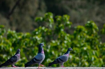 Rock dove birds on a cement wall in front of lush green foliage and trees