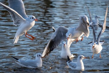 Beautiful view of Large white-headed gulls in the water