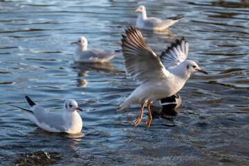 Beautiful view of Large white-headed gulls in the water