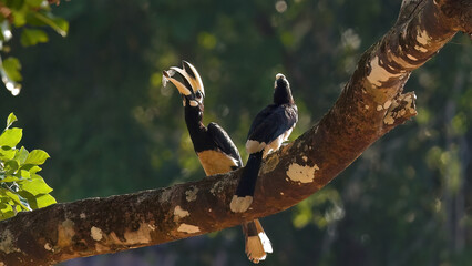 Oriental Pied Hornbills perched on branch in their natural habitat, exhibiting wildlife and bird...