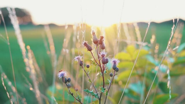 Flare of the sun shining through leaves