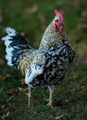 Close-up shot of an orust hen in a meadow with bokeh background