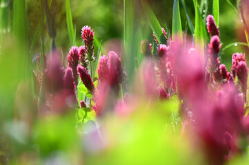 Flowering blossom red clover meadow is cultivated as a useful plant or fodder plant in agriculture...