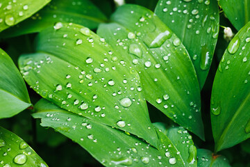 Lily of the valley plant leaves with raindrops. Close up natural abstract green background