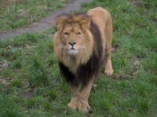 Adult male lion stands in the tall grass, looking directly to the camera with a curious expression