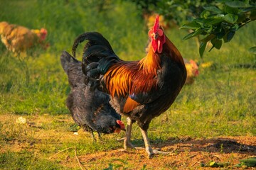 Closeup of a rooster in a field with hens on its background