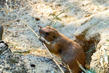 Closeup shot of a gopher eating a twig