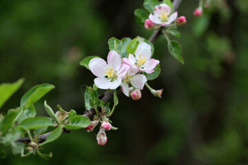Apple blossom on a branch in spring garden. White pink flowers and buds with green leaves