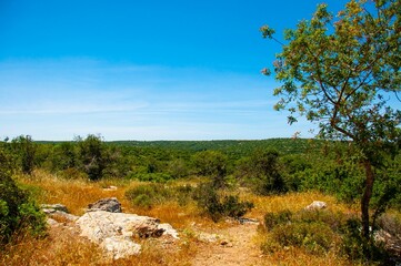 Dense green trees against the sunny blue sky