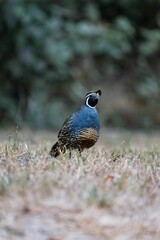 Vertical closeup of a California partridge (Callipepla californica) in a field on blurred background