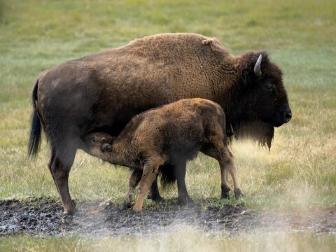 Baby biser feeds on its mother's milk in the wild