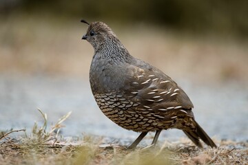 Closeup shot of the Grey partridge